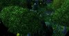 Ashenvale1.jpg