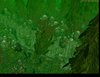 Forest.jpg