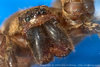 scary-ass-spider-rangiroa.jpg