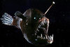 29_angler_fish.jpg