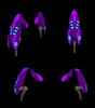 scarab legs purple.PNG
