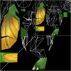 skin_wip4.png