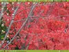 sankaku desktop 5219.jpg