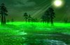 lost woods1.jpg