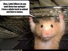 funny-pictures-hamster-helps-you-move.jpg