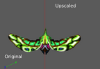 BatsComparison.png