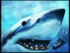 shark.png