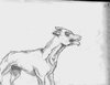 Sketch Dog.jpg