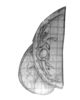 Wing Pattern.png Wing Pattern.png