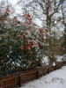 Snowy.png