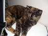 Sleepeh Kitteh.png