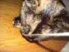 Kitteh.png