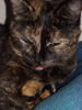 Epic Kitteh.png