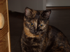 Srs Kitteh.png