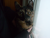 Happeh Kitteh.png