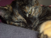 Tired kitteh.png