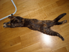 Kitteh haz flo0r.png
