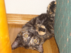 Kitteh sez wut.png