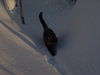 Kitteh No Liek Snow.png