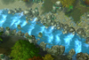 pandarenRPG-river.PNG pandarenRPG-river.PNG