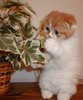 cutekitten9ah.jpg