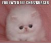 lolcatsdotcom84chfdl472juxavo.jpg