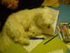 DSC00154.jpg