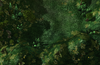 melee1.png