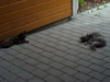 Epic kitteh and her friend.png
