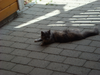 Kittehz friend.png