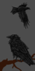 Hugin and Munin3.png