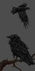 Hugin and Munin5.png