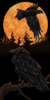 Hugin and Munin7.png