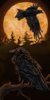 Hugin and Munin9.png