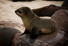 babyseal_2.jpg