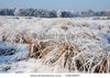 stock-photo-frozen-plants-with-snow-and-ice-25619257.jpg