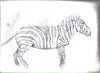 zebra.jpg
