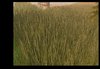 Watership Down pic 8.jpg