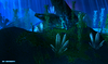 Underwater_002.png