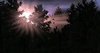 Sun forest.JPG