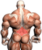 exercises-lowerback.gif