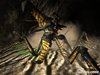 starship-troopers-20040513084331219_640w.jpg