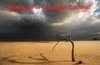 lonely-trees-sand-desert1.jpg