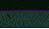 asga.png