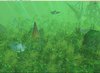 Underwater3.jpg