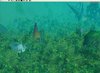 Underwater4.jpg
