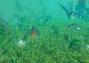 Underwater.jpg