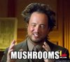 mushrooms.jpg