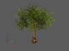 Tree2.png