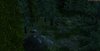 forest1.jpg